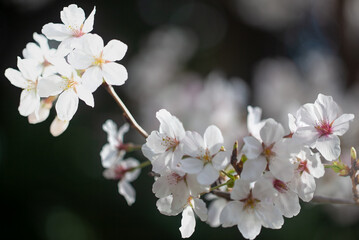 桜の小枝