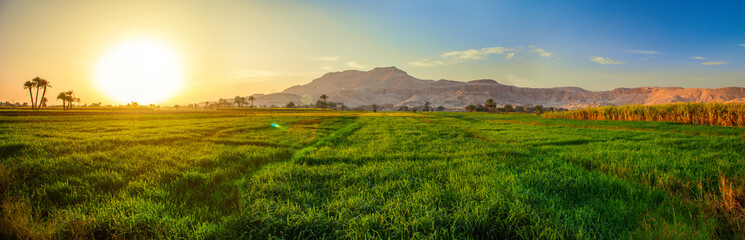  green field at sunset time, Luxor, Egypt - 587172628
