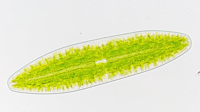 Charophyta Bilder Durchsuchen 274 Archivfotos, und