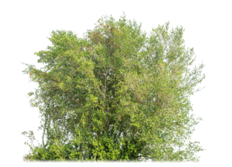 Silhouette of a Shrubs for a brush on a transparent background.