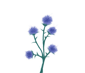 Obraz premium blue cornflower isolated on white background