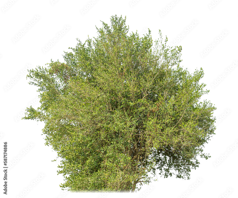 Poster silhouette of a shrubs for a brush on a transparent background.