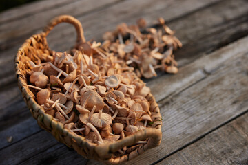 the first collection of spring mushrooms collected in a basket