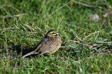 Emberiza cirlus