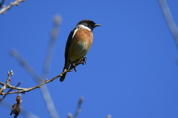 Tarabilla Comun