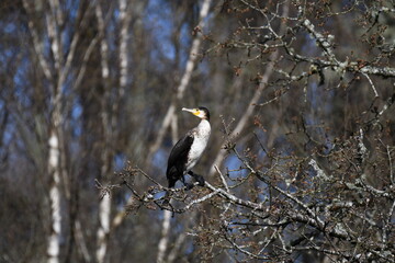 cormoran grande en posadero