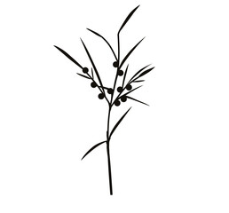 Shatavari plant illustration on white background