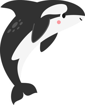 Vector illustration of cartoon killer whale isolated on white background.