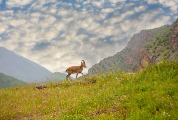 Ibex goat in the mountains