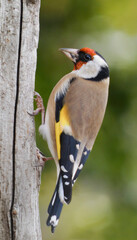 goldfinch