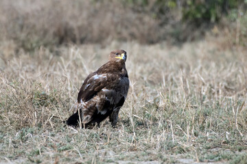 Steppe eagle or Aquila nipalensis observed in Greater Rann of Kutch in Gujarat