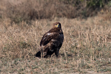 Steppe eagle or Aquila nipalensis observed in Greater Rann of Kutch in Gujarat