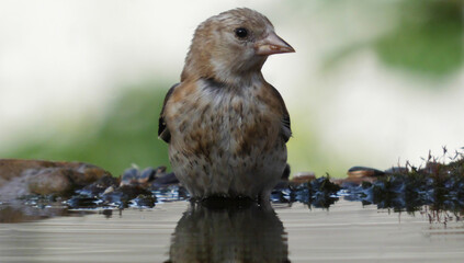 goldfinch
