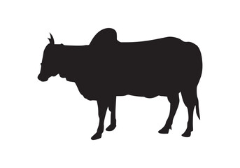 Silhouette of Indian cow vector isolated on white. Domestic animal, cattle or livestock.