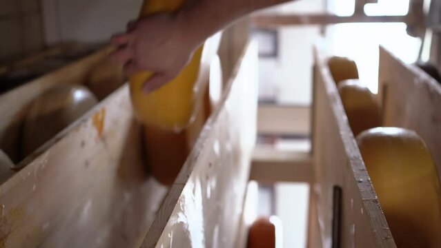 Cheesemaker at the storage with shelves full of cheese wheels during the aging process. Process of maturation of cheeses in a cheese storage. Cow milky farm eco business trend.