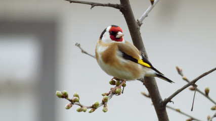 goldfinch