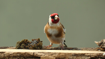 goldfinch