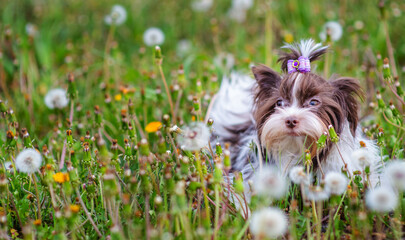 Yorkshire terrier sitting in a field of white dandelions in the summer in the park