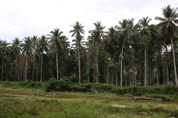 Coconut trees in the jungle. Long straight trunks of palm trees among the tropical rainforest.