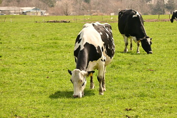 A scene of cows esting grass on a pastuye.