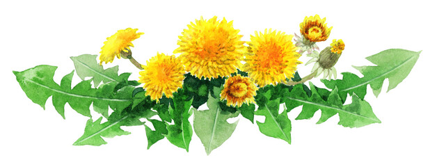 アナログ水彩たんぽぽの装飾素材