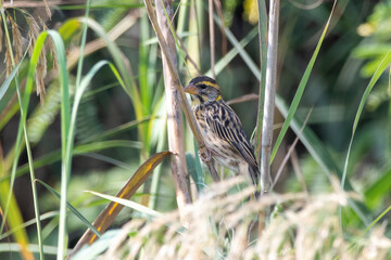 Streaked weaver or Ploceus manyar observed in Greater Rann of Kutch in Gujarat