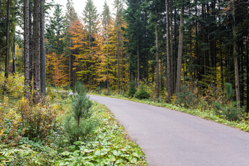 Road in a forest. Travel concept
