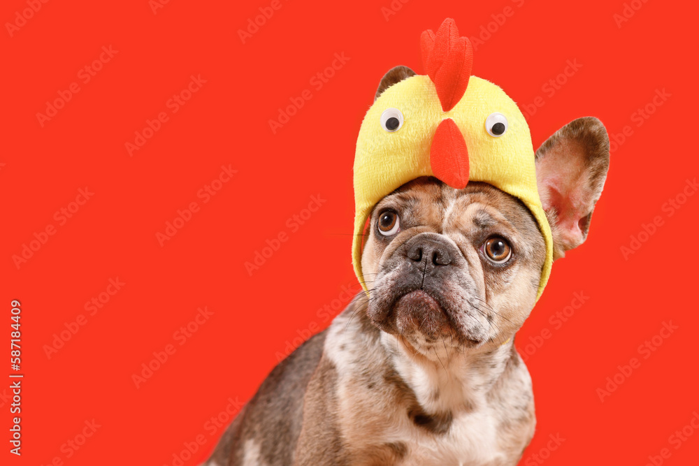 Wall mural merle french bulldog dog wearing easter costume chicken hat on red background with copy space