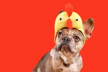Türaufkleber Merle French Bulldog dog wearing Easter costume chicken hat on red background with copy space © Firn