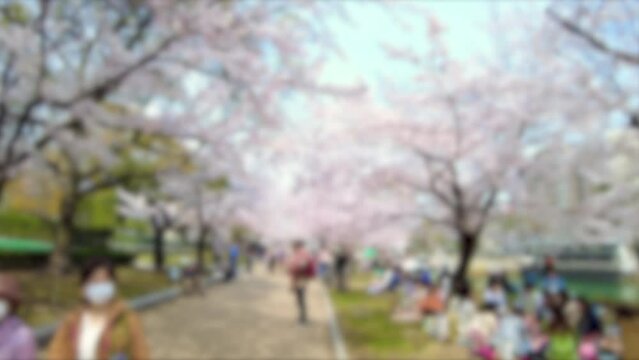ぼかし背景素材: 花見客で混雑する満開の桜並木道を歩きながらPOVショット 4K  広島平和記念公園  2023年3月30日