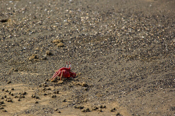 Red crab on Sea beach just before sunset with selective focus.
