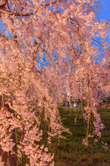 日本の美　夜桜風景