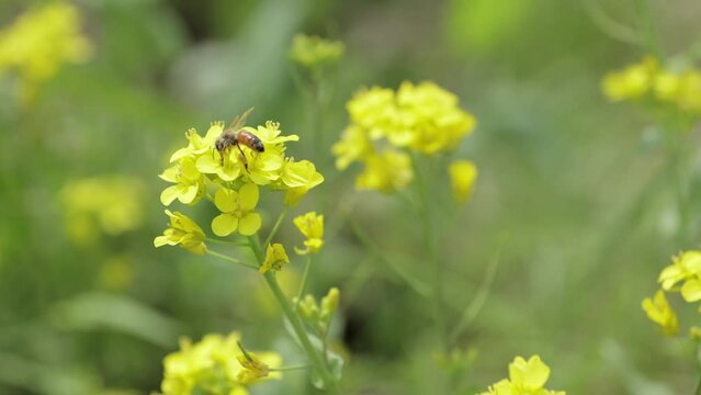 菜の花　ミツバチ