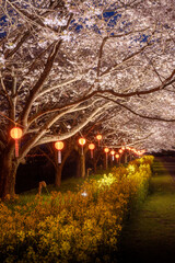 茨城県常陸大宮市　辰ノ口親水公園の夜桜