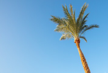 Obraz premium Palm tree against the blue sky.