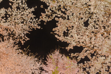 日本の美　夜桜風景