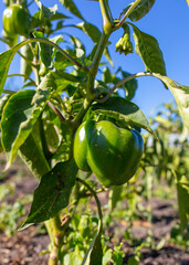 Green fruits of bell pepper on a plant in the vegetable garden