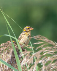 Streaked weaver or Ploceus manyar observed in Greater Rann of Kutch in Gujarat