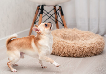 A chihuahua dog of a light color stands in a room against a background of a blurred chair, a dog bed. He looks up. The photo is blurred