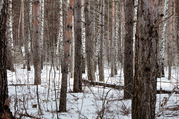 Trunks of trees in the forest in winter. Nature.