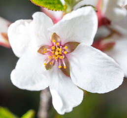 Flowers on a cherry tree in spring.