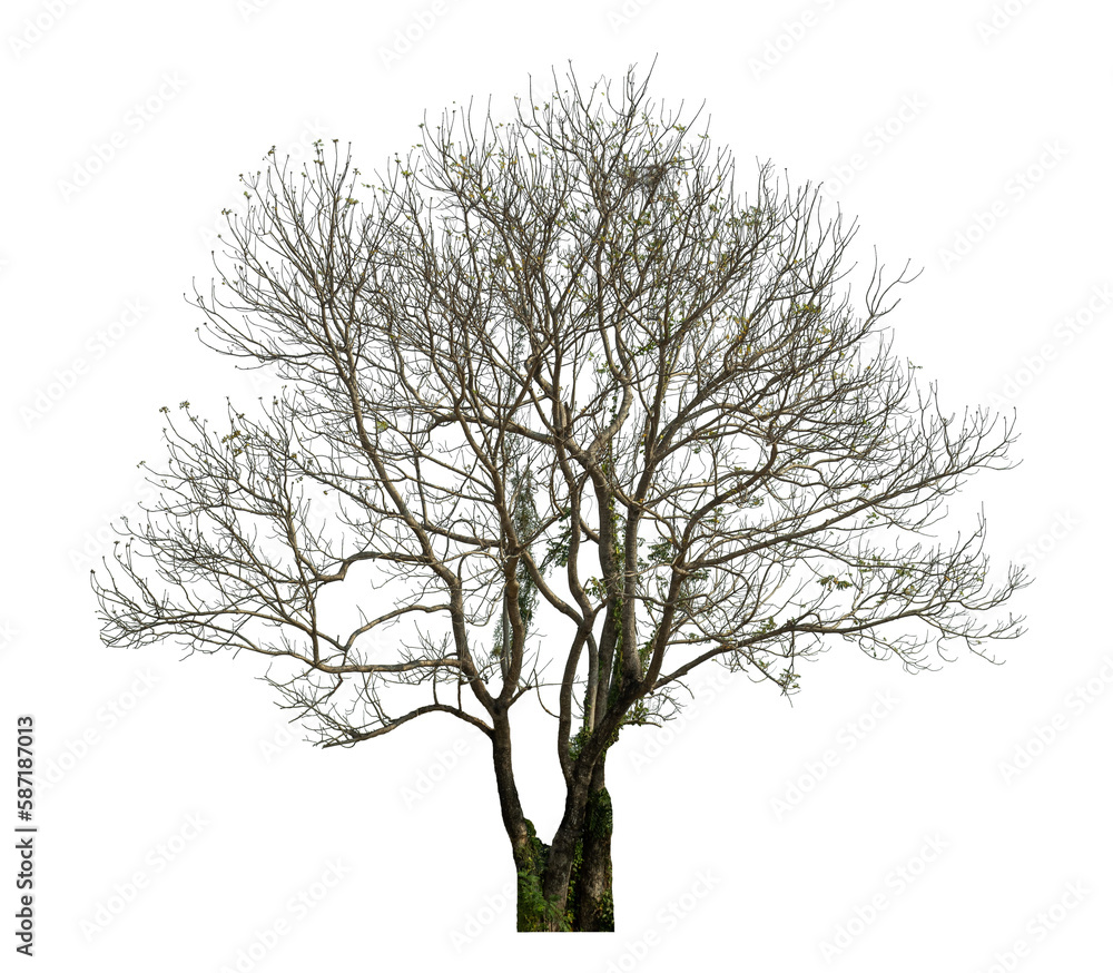 Poster green tree isolated on transparent background with clipping path, single tree with clipping path and