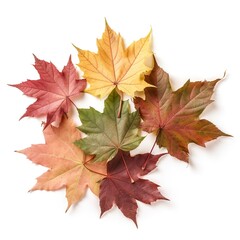 Naklejka na ściany i meble autumn leaves isolated on white.