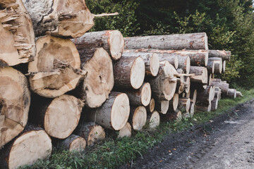 Logs of trees in the forest after felling
