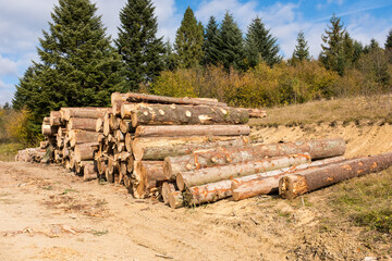 Logs of trees in the forest after felling
