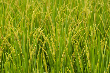 Fototapeta na wymiar Close up of yellow green rice field rainy season in Thailand.