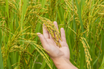 Agriculture women hand tenderly touching a young rice in the paddy field.