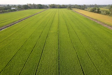 Abwaschbare Fototapete Reisfelder Aerial view of the green of yellow rice field.
