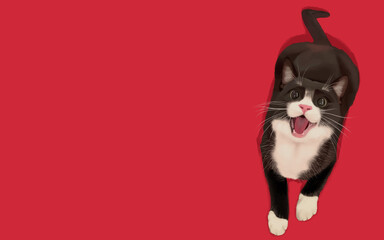 cat on red background right