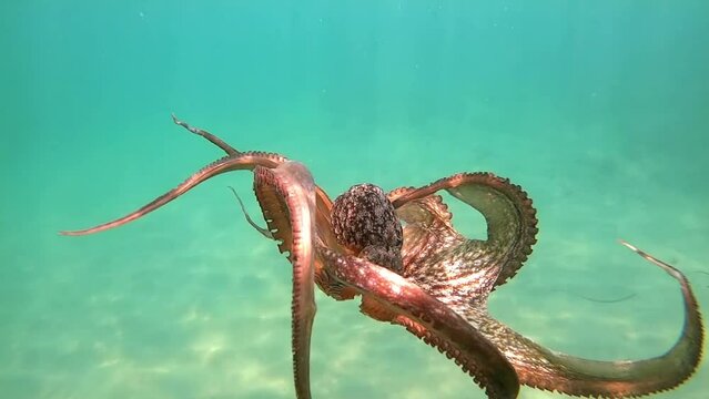 Wild octopus swimming in slow motion underwater
